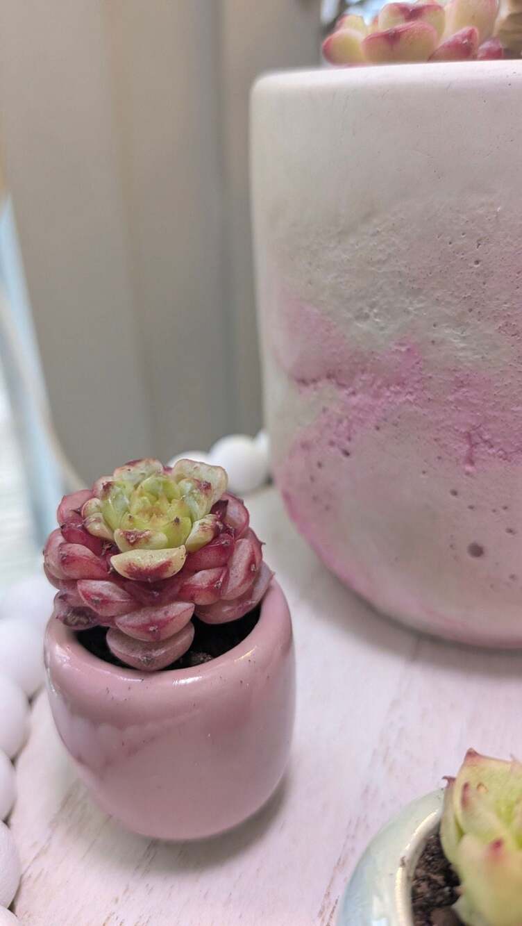 Mini Rare 1" Echeveria Red Velvet in pink ceramic pot